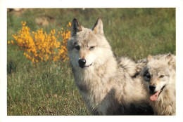 Animaux - Loups - Les Loups Du Gévaudan - CPM - Voir Scans Recto-Verso - Autres & Non Classés