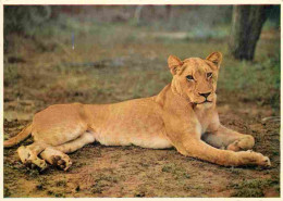 Animaux - Fauves - Lion - Lioness Relaxing - South Africa - Carte Dentelée - CPSM Grand Format - Voir Scans Recto-Verso - Leones