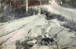 Animaux - Fauves - Lynx - East Tawas - Migh - A Wild Cat - CPSM Format CPA - Voir Scans Recto-Verso - Altri & Non Classificati