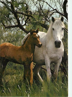 Animaux - Chevaux - CPM - Voir Scans Recto-Verso - Horses