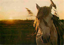 Animaux - Chevaux - Portrait De Cheval - Coucher De Soleil - Voir Scans Recto Verso  - Paarden