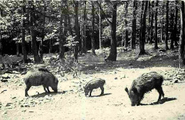 Animaux - Sangliers - Florenville Sur Semois - CPM - Voir Scans Recto-Verso - Autres & Non Classés