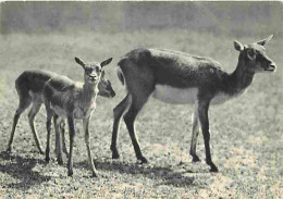 Animaux - Gazelles De L'Inde - Parc Zoologique Du Bois De Vincennes - CPM - Voir Scans Recto-Verso - Otros & Sin Clasificación