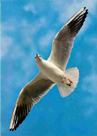 Animaux - Oiseaux - Mouette Rieuse - CPM - Voir Scans Recto-Verso - Vögel