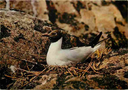 Animaux - Oiseaux - Mouette Rieuse - CPM - Voir Scans Recto-Verso - Vögel