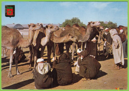 Voyo MOROCCO Market Of Camels - Unused - Other & Unclassified