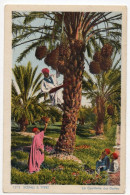 Algérie  . La Cueillette Des Dattes . 1950 - Professions