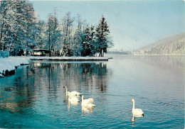 88 - Gérardmer - Un Coin Du Lac En Hiver - Cygnes - CPM - Voir Scans Recto-Verso - Gerardmer