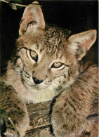 Animaux - Fauves - Lynx - Lynx Boreal - CPM - Carte Neuve - Voir Scans Recto-Verso - Andere & Zonder Classificatie