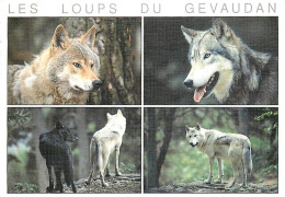 Animaux - Loups - Les Loups Du Gévaudan - Multivues - CPM - Voir Scans Recto-Verso - Sonstige & Ohne Zuordnung