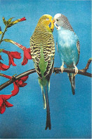 Animaux - Oiseaux - Perruche Ondulée - Budgerigars - Carte Neuve - CPM - Voir Scans Recto-Verso - Oiseaux