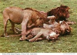 Animaux - Fauves - Lion - Woburn Wild Animal Kingdom - Woburn Park - Bedfordshire - Zoo - CPM - Carte Neuve - Voir Scans - Leones