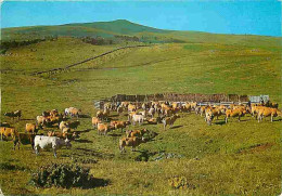 Animaux - Vaches - Paturage Sur Monts D'Aubrac - Flamme Postale - CPM - Voir Scans Recto-Verso - Cows