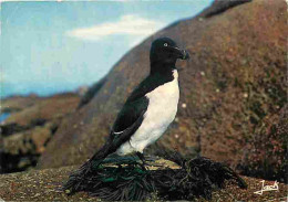 Animaux - Oiseaux - Les Oiseaux De Mer - La Cote De Granit Rose - L'Archipel Des Sept-Iles - Petit Pingouin - CPM - Voir - Oiseaux