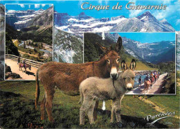 Animaux - Anes - Pyrénées - Anes De Gavarnie - Multivues - Donkeys - Burros - Esel - Asini - CPM - Voir Scans Recto-Vers - Donkeys