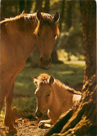 Animaux - Chevaux - CPM - Voir Scans Recto-Verso - Caballos