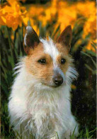 Animaux - Chiens - Jack Russell Terrier - CPM - Voir Scans Recto-Verso - Hunde