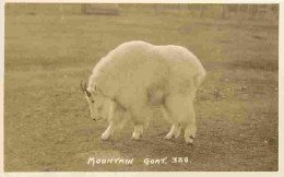 Animaux - Mountain Goat - CPM - Voir Scans Recto-Verso - Otros & Sin Clasificación