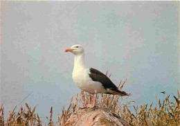 Animaux - Oiseaux - Goéland Marin - CPM - Voir Scans Recto-Verso - Vogels