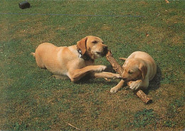 Chiens - CPM - Voir Scans Recto-Verso - Honden