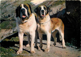 Chiens - CPM - Voir Scans Recto-Verso - Hunde