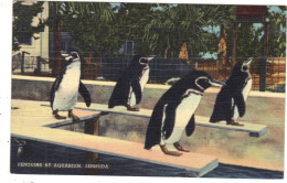 Bermuda - Penguins At Aquarium, Zoo - Bermudes