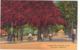 Bermuda - Bougainvillea Blossoms Enrich Bermuda's Highway - Bermudes