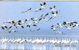 China 1998, Bird, Birds, Postal Stationery, Pre-Stamped Post Card, 1v, MNH** - Cranes And Other Gruiformes