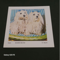 Image Bon Point   ** Studia  ** Animaux  **  Chien ** Bichons Maltais - Andere & Zonder Classificatie