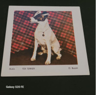 Image Bon Point   ** Studia  ** Animaux  **  Chien **  Fox Terrier - Andere & Zonder Classificatie