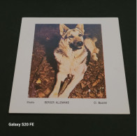 Image Bon Point   ** Studia  ** Animaux  **  Chien **  Berger Allemand - Other & Unclassified