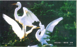 China 1998, Bird, Birds, Postal Stationery, Pre-Stamped Post Card, 1v, MNH** - Sonstige & Ohne Zuordnung
