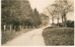 Real Photo Postcard Place To Identify Road Forest - A Identificar