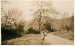 Real Photo Postcard Place To Identify Road Forest - A Identificar