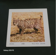 Image Bon Point   ** Studia  ** Animaux  **  Lynx - Other & Unclassified