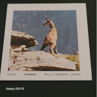 Image Bon Point   ** Studia  ** Animaux  **   Chamois - Altri & Non Classificati