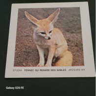 Image Bon Point   ** Studia  ** Animaux  **  Fennec Ou Renard Des Sables - Autres & Non Classés