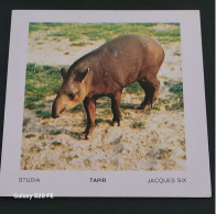 Image Bon Point   ** Studia  ** Animaux  **  Tapir - Other & Unclassified