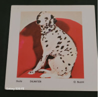 Image Bon Point   ** Studia  ** Animaux  ** Chien Dalmatien - Autres & Non Classés