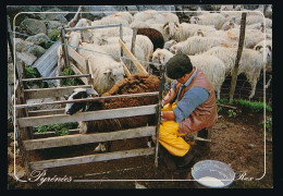 CPSM  / CPM 10,5 X 15 Pyrénées-Atlantiques La Vie Pastorale  Traite Des Brebis - Other & Unclassified