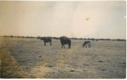 Real Photo Postcard Place To Identify Horses On A Field - To Identify