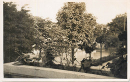 Real Photo Postcard Place To Identify Flower Bed - Zu Identifizieren