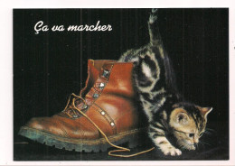 Chaton Sortant D'une Chaussure " ça Va Marcher " - Cats