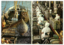Baltic Herring Fishing, Canning Factory, Kirov Collective Fishing Farm, Viimsi, Soviet Estonia 1970s Unused Postcard - Estland