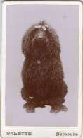 Photo CDV D'un Chien Posant Dans Un Studio Photo A Nemours - Oud (voor 1900)