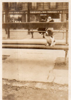 Photographie Vintage Photo Snapshot Chien Dog Pet Banc Bench - Autres & Non Classés