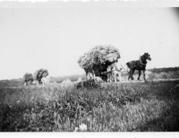 Photographie Vintage Photo Snapshot Attelage Cheval Charrette Carriole Moisson - Andere & Zonder Classificatie