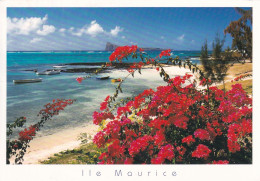 Ile Maurice Bain Boeuf - Mauricio