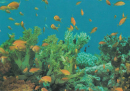 Israël Eilat Mer Rouge Vue Sous Marine Poissons De Nuit Entre Les Différents Coraux - Israël