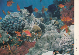 Israël Eilat Observatoire Sous Marin Et Aquarium - Israel